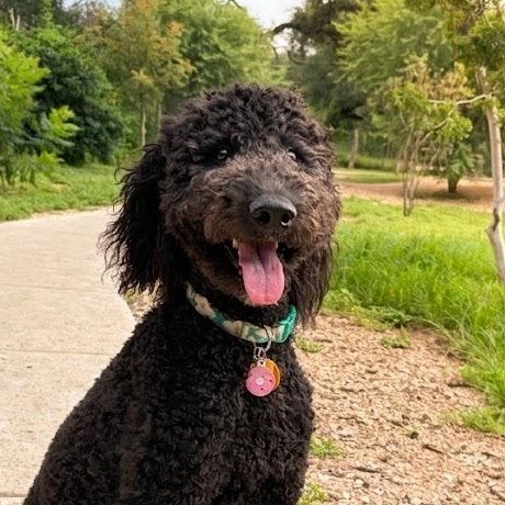REMI-TEXAS, Adoptable, Young Male Labradoodle.