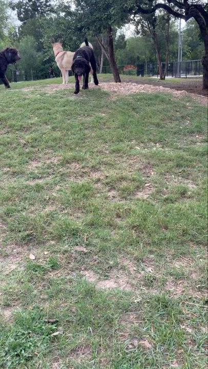Enlarge REMI-TEXAS, a Adoptable Labradoodle in SAN ANTONIO, TX video 6/6