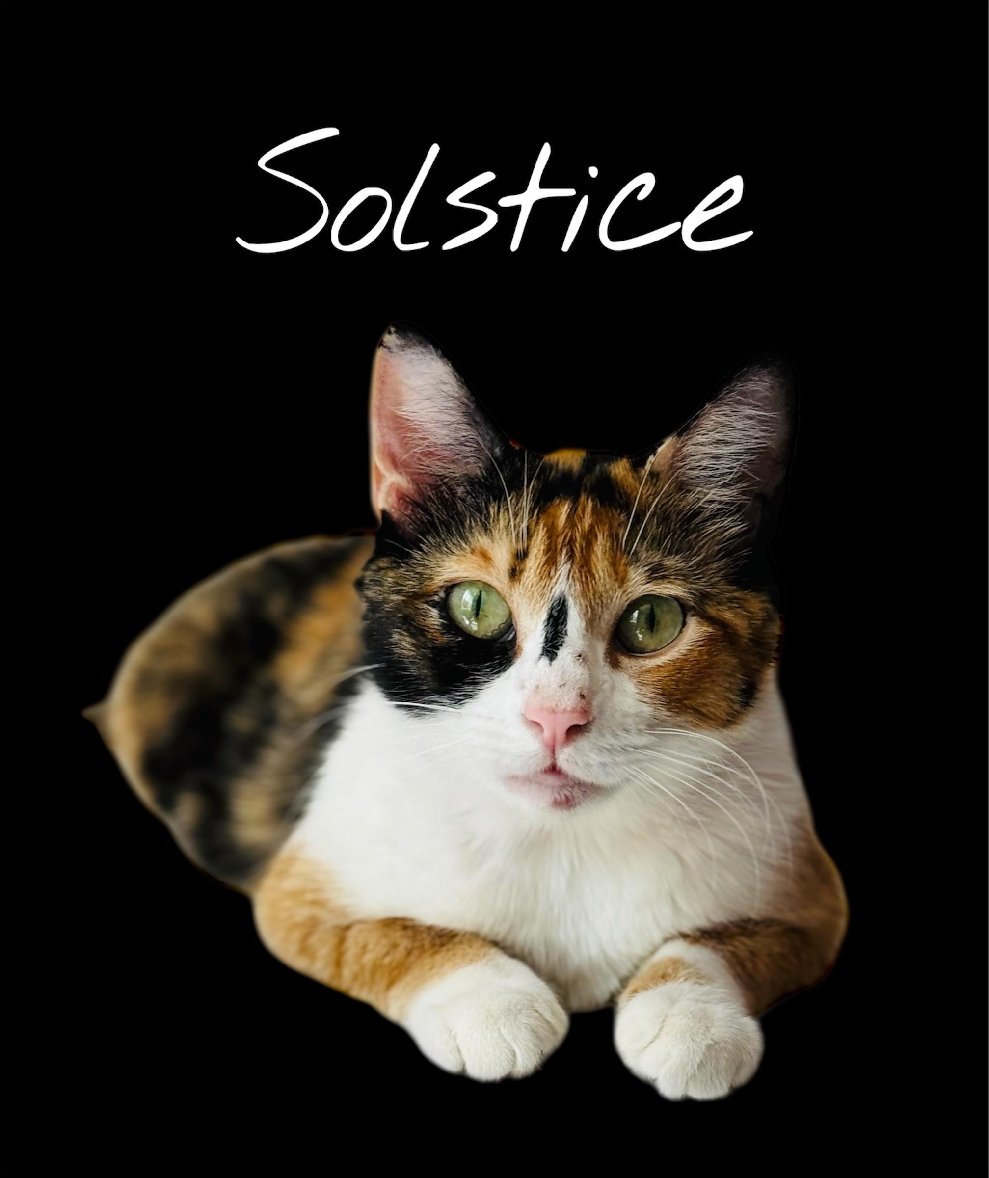 Solstice Domestic Short Hair Cat