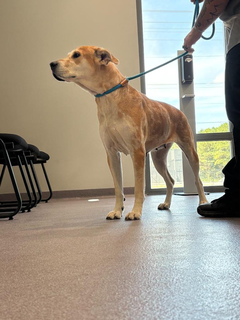Salley, Adoptable, Adult Female Labrador Retriever.