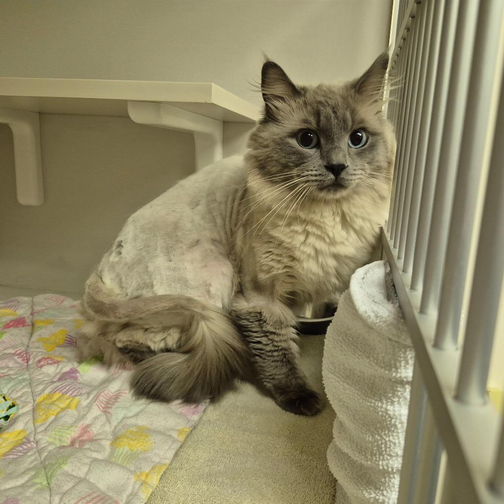 Enlarge Damien, a Adoptable mixed breed in Drumheller, AB image 1/1