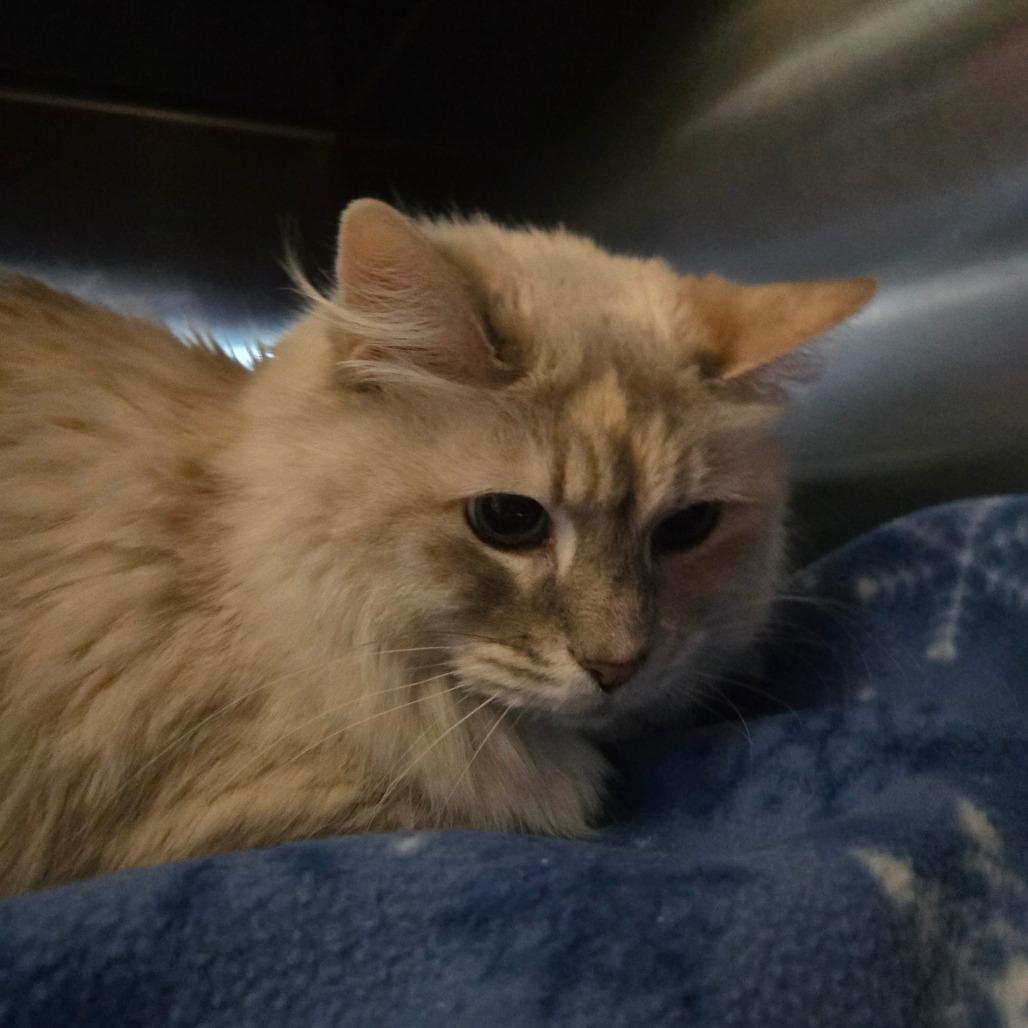 Jazz, an adoptable Domestic Long Hair in Nampa, ID, 83651 | Photo Image 1