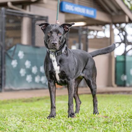 Raven, Adoptable, Adult Female Labrador Retriever & Mixed Breed.