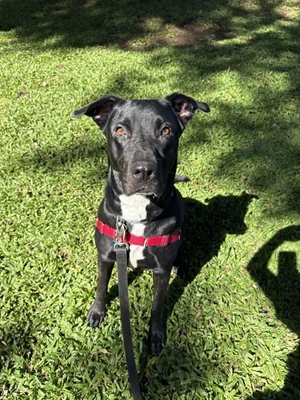 Enlarge Raven, a Adoptable mixed breed in Honolulu, HI image 3/5