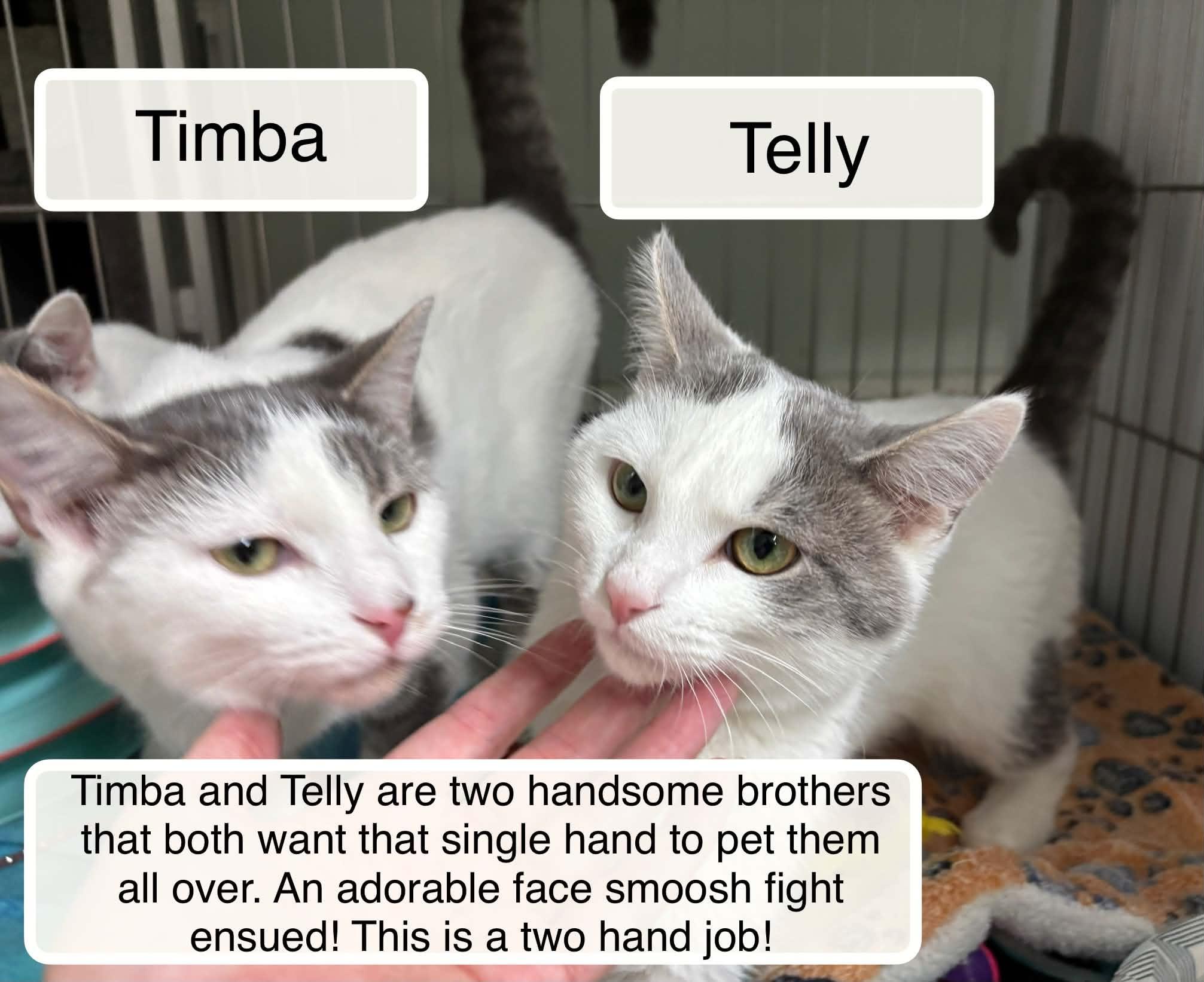 Enlarge Telly and Timba at Luna Cat Collective, a Adoptable Domestic Short Hair in Ellicott City, MD image 1/3