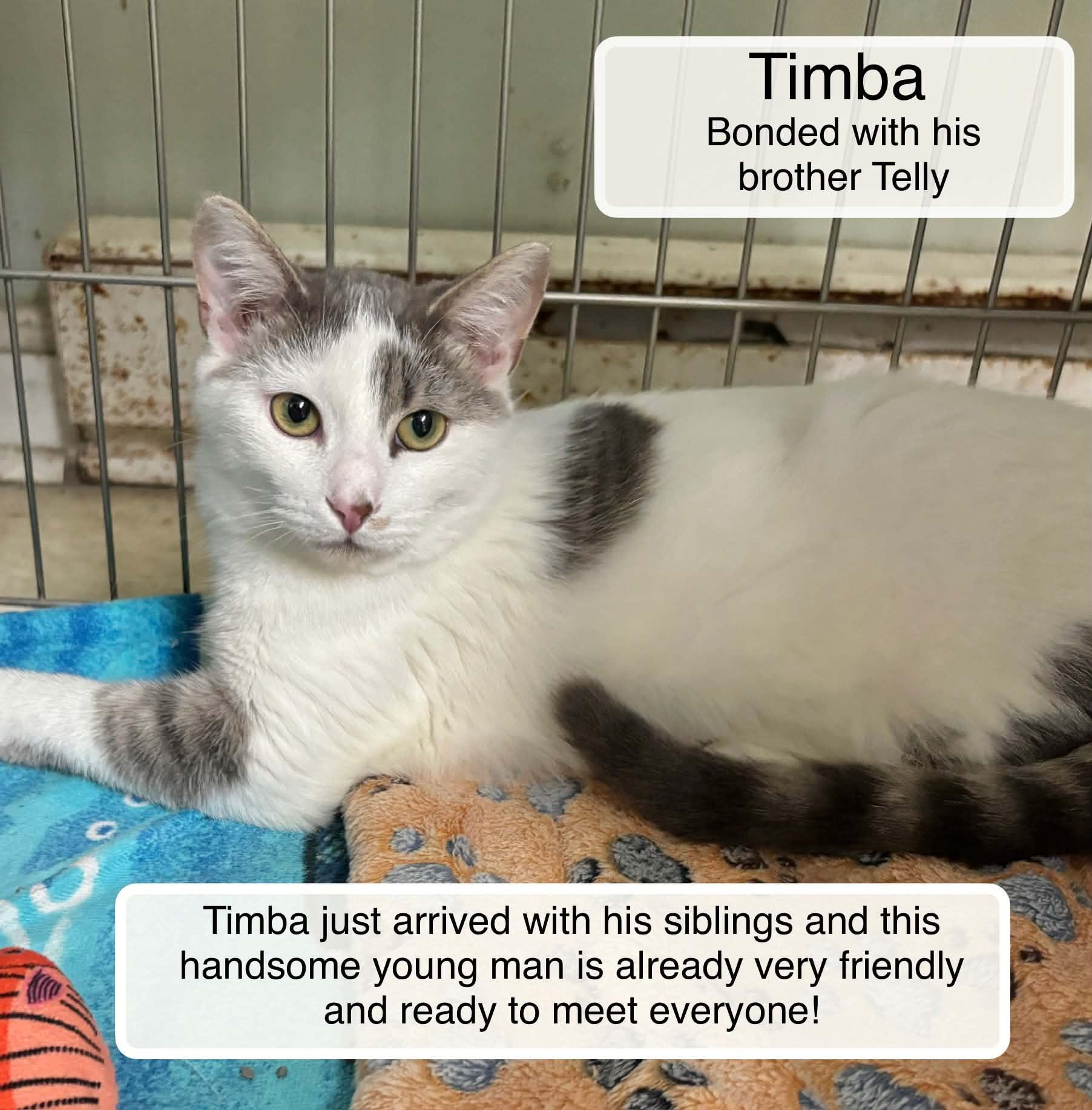 Enlarge Telly and Timba at Luna Cat Collective, a Adoptable Domestic Short Hair in Ellicott City, MD image 2/3