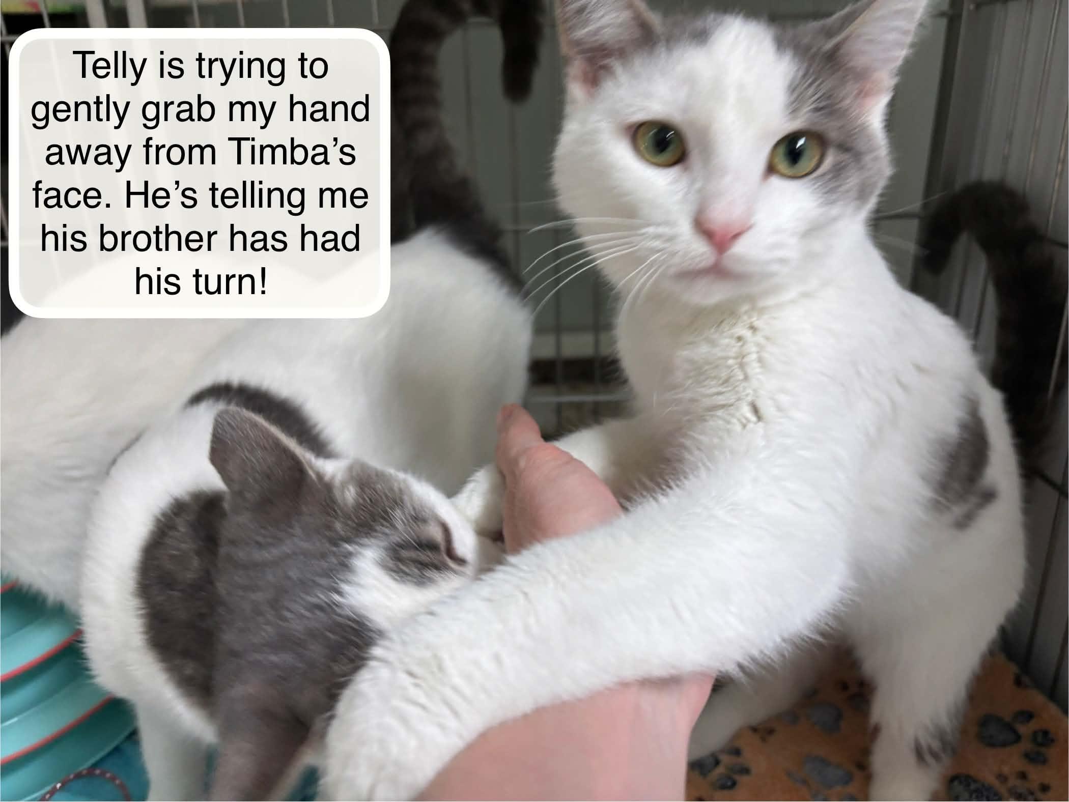 Enlarge Telly and Timba at Luna Cat Collective, a Adoptable Domestic Short Hair in Ellicott City, MD image 3/3