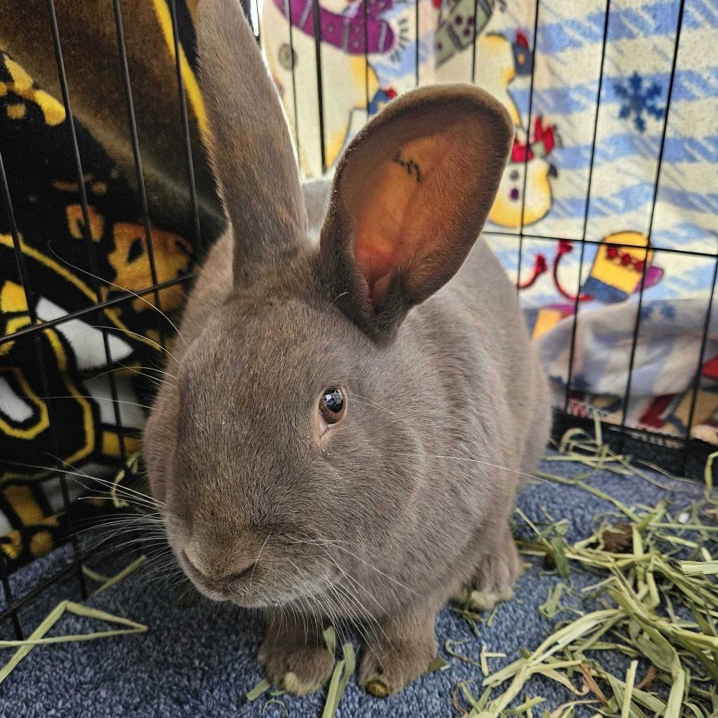 Enlarge Fern, a Adoptable American in Dover, NH image 1/3