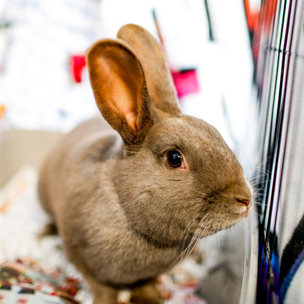 Enlarge Fern, a Adoptable American in Dover, NH image 2/6