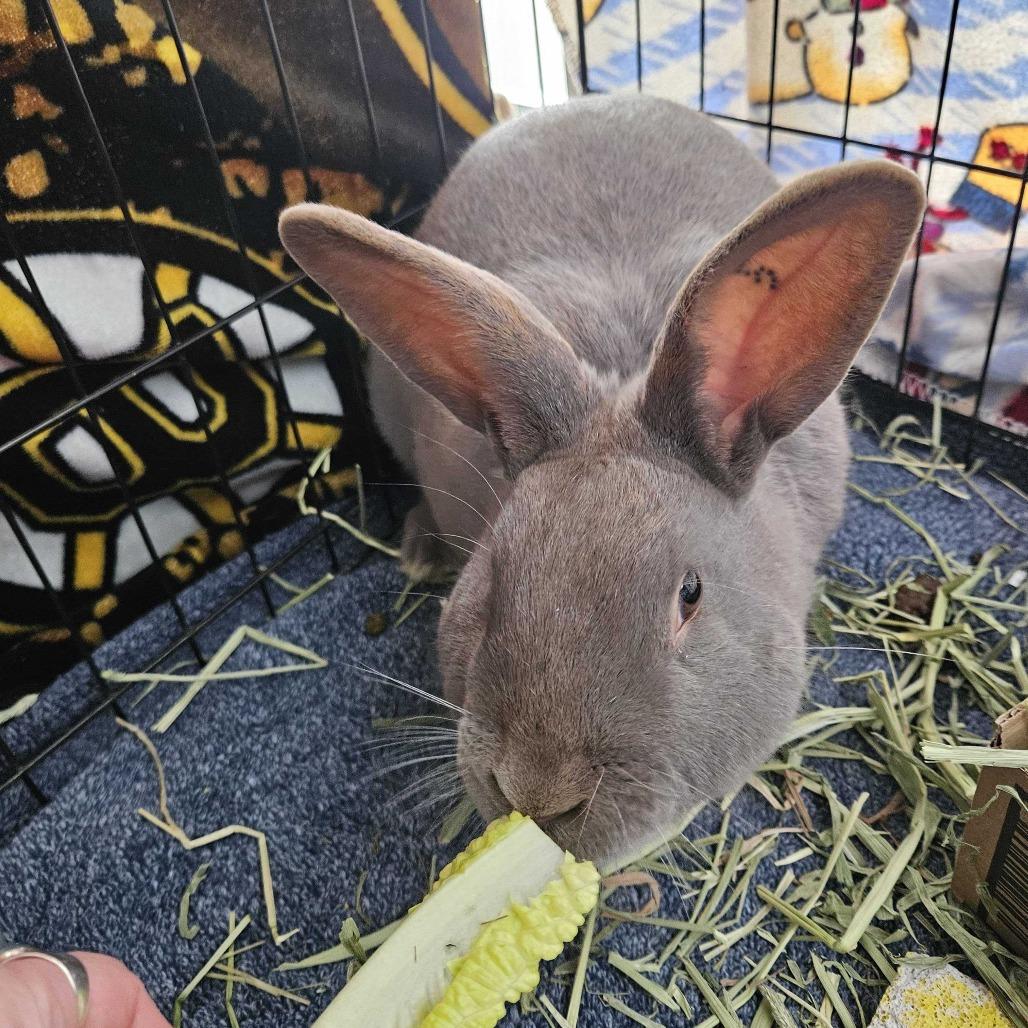 Enlarge Fern, a Adoptable American in Dover, NH image 2/3