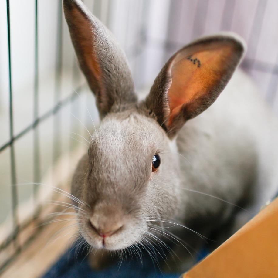 Enlarge Fern, a Adoptable American in Dover, NH image 3/6