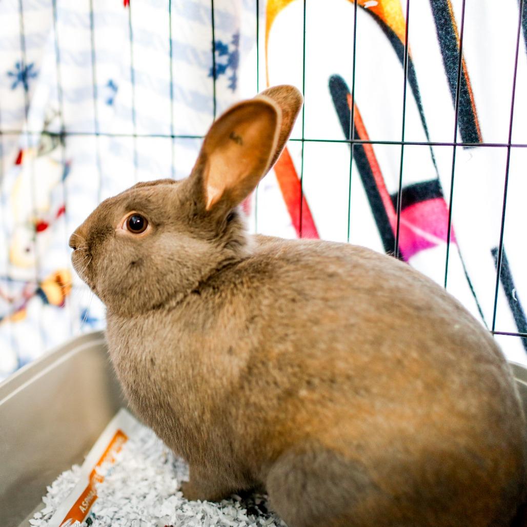 Enlarge Fern, a Adoptable American in Dover, NH image 4/6