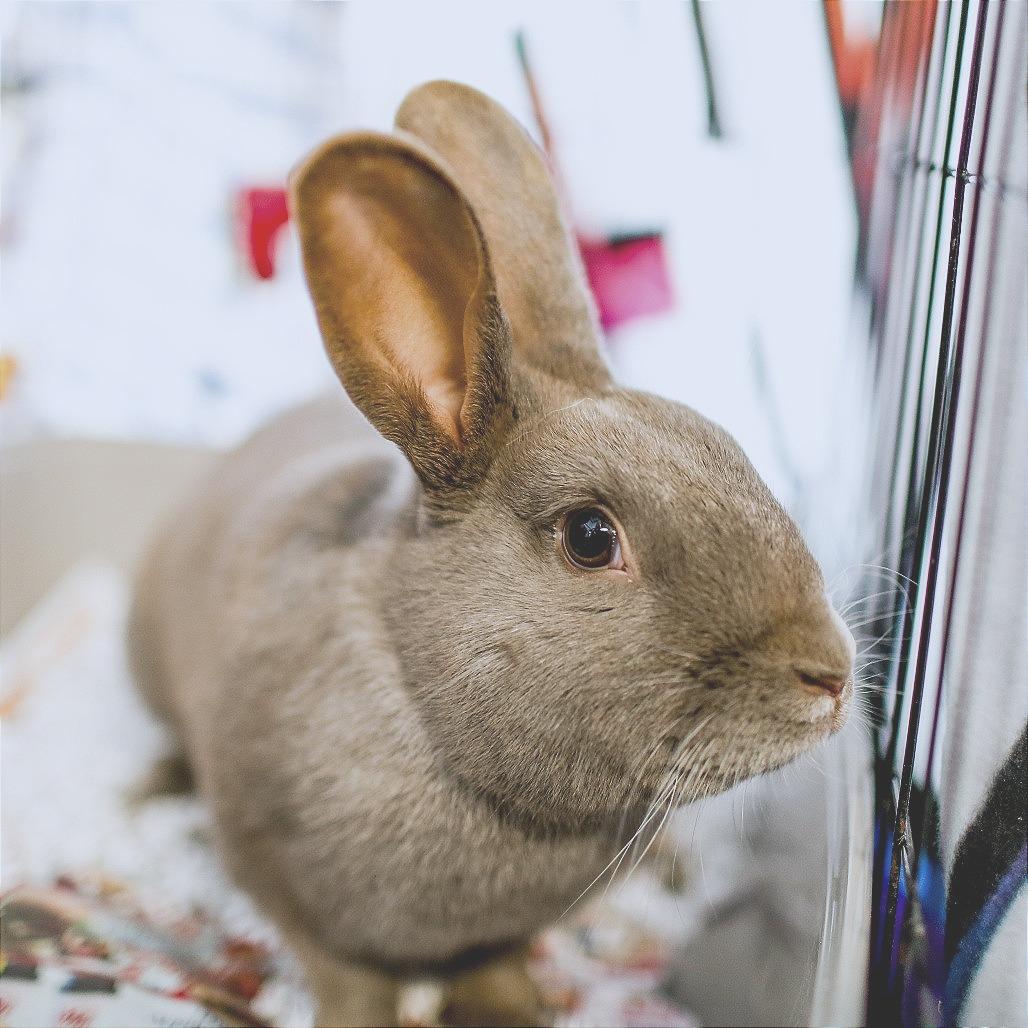 Fern, a Adoptable American in Dover, NH image 3/6