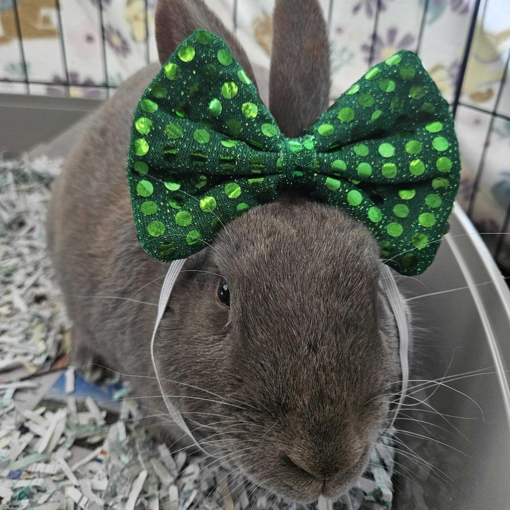 Enlarge Fern, a Adoptable American in Dover, NH image 5/6