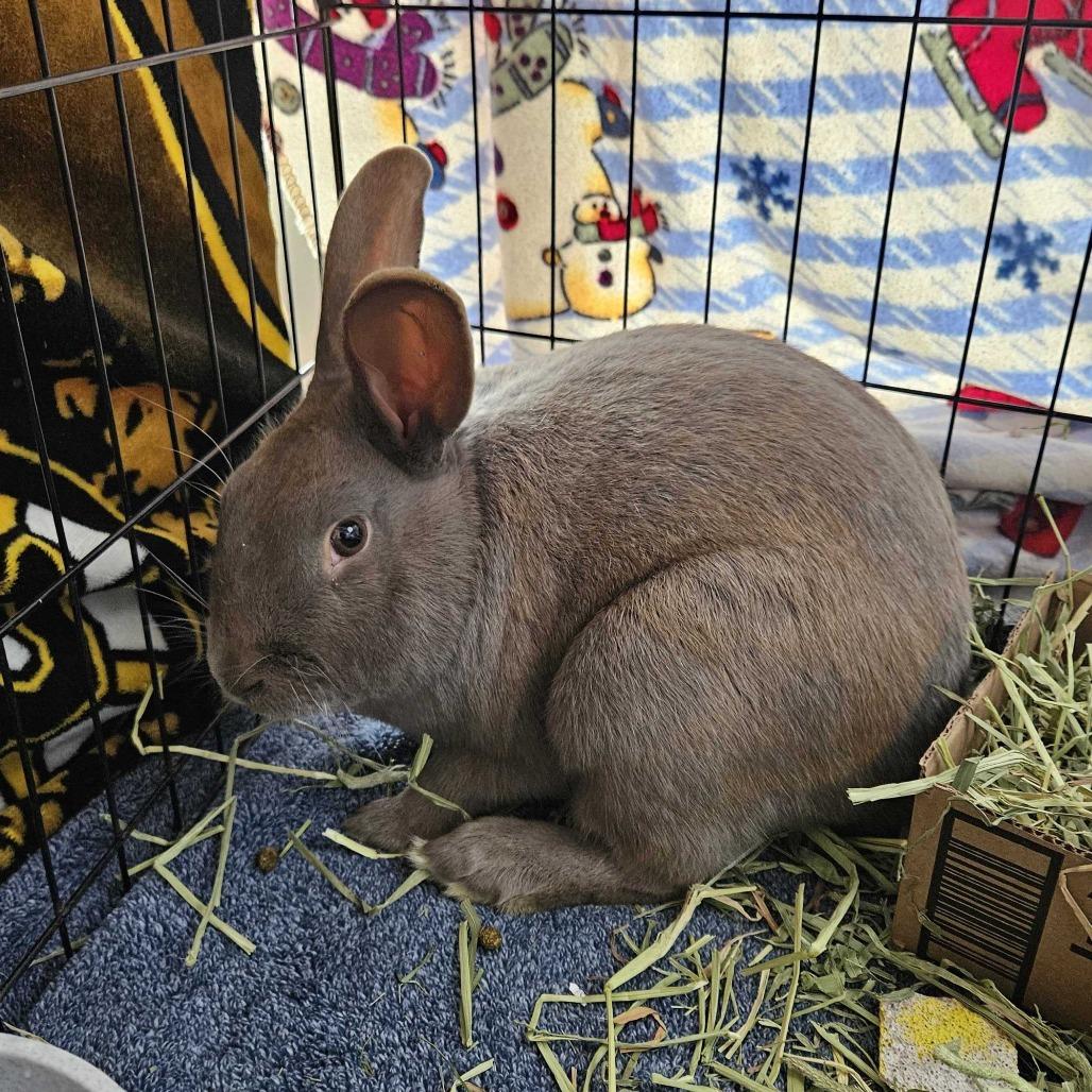 Enlarge Fern, a Adoptable American in Dover, NH image 3/3