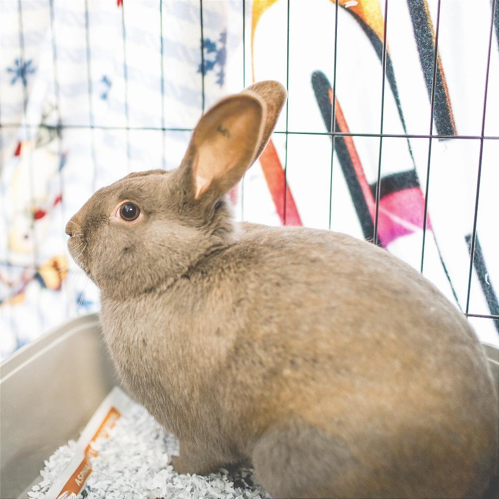 Fern, a Adoptable American in Dover, NH image 6/6