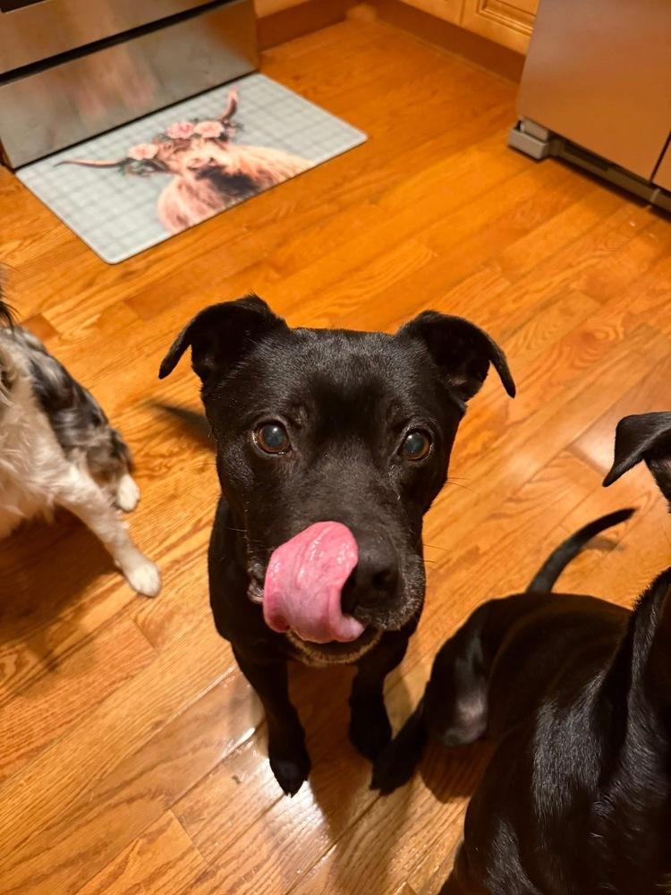 Enlarge Deuce, a Adoptable mixed breed in Irwin, PA image 1/6