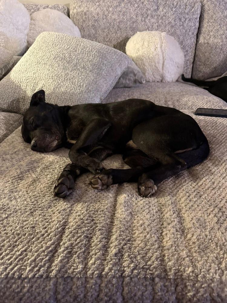 Enlarge Deuce, a Adoptable mixed breed in Irwin, PA image 3/6