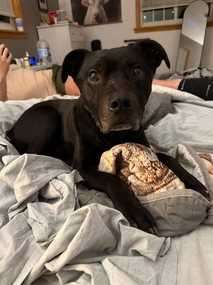 Enlarge Deuce, a Adoptable mixed breed in Irwin, PA image 5/6