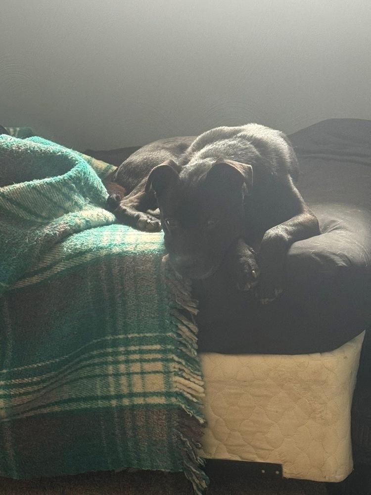 Enlarge Deuce, a Adoptable mixed breed in Irwin, PA image 6/6