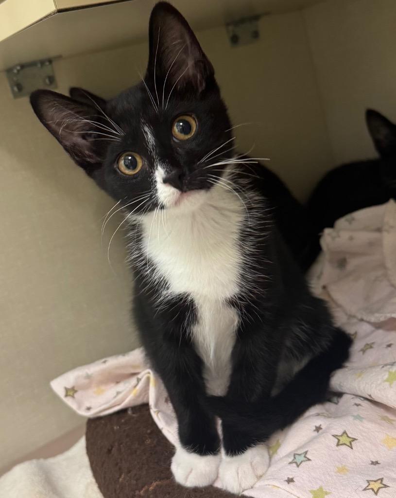 Enlarge KC, a Adoptable mixed breed in Winnipeg, MB image 1/1