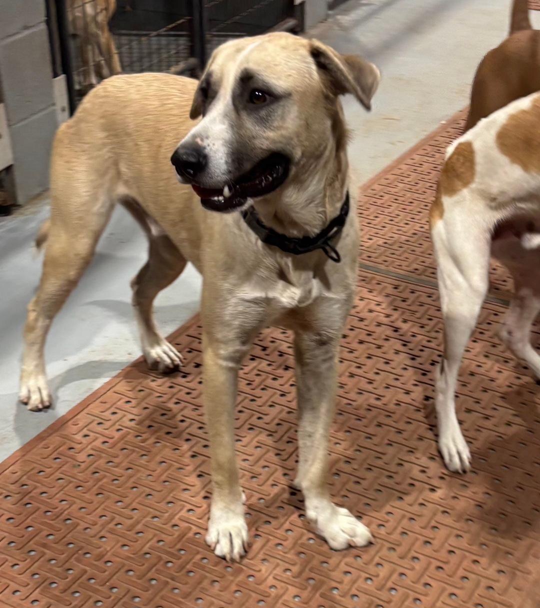 Ringo, Adoptable, Young Male Anatolian Shepherd & Mixed Breed.