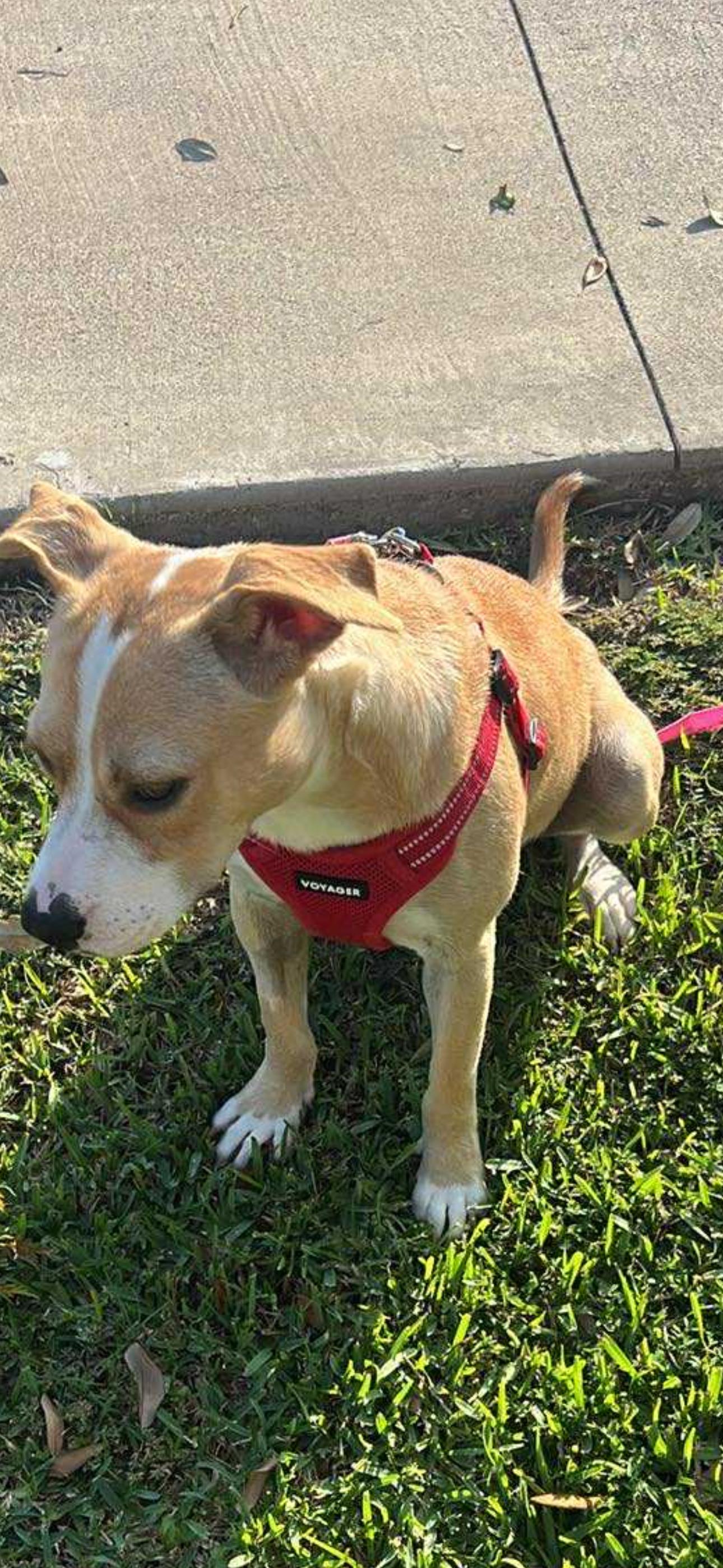 Enlarge Maya, a Adoptable mixed breed in Bronson, TX image 1/3