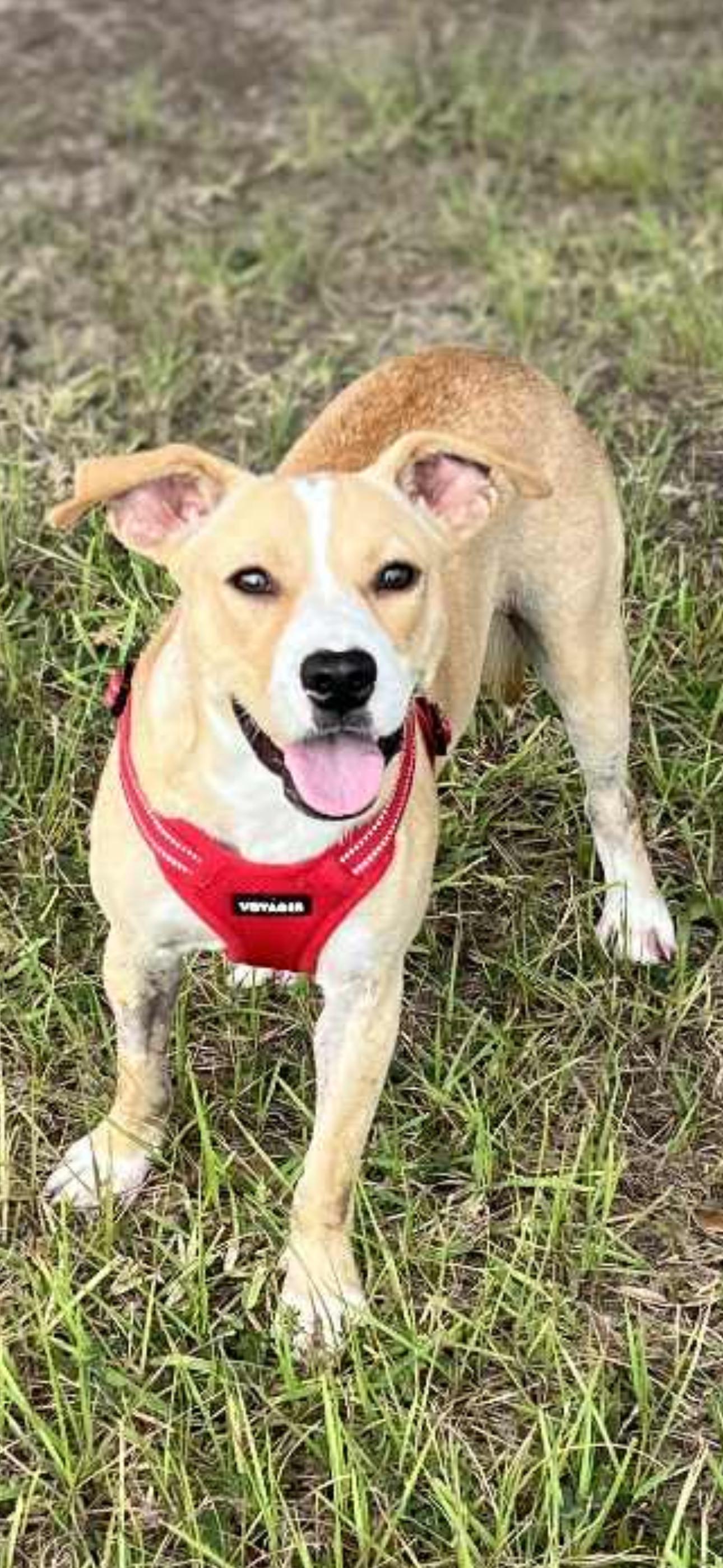 Enlarge Maya, a Adoptable mixed breed in Bronson, TX image 2/3