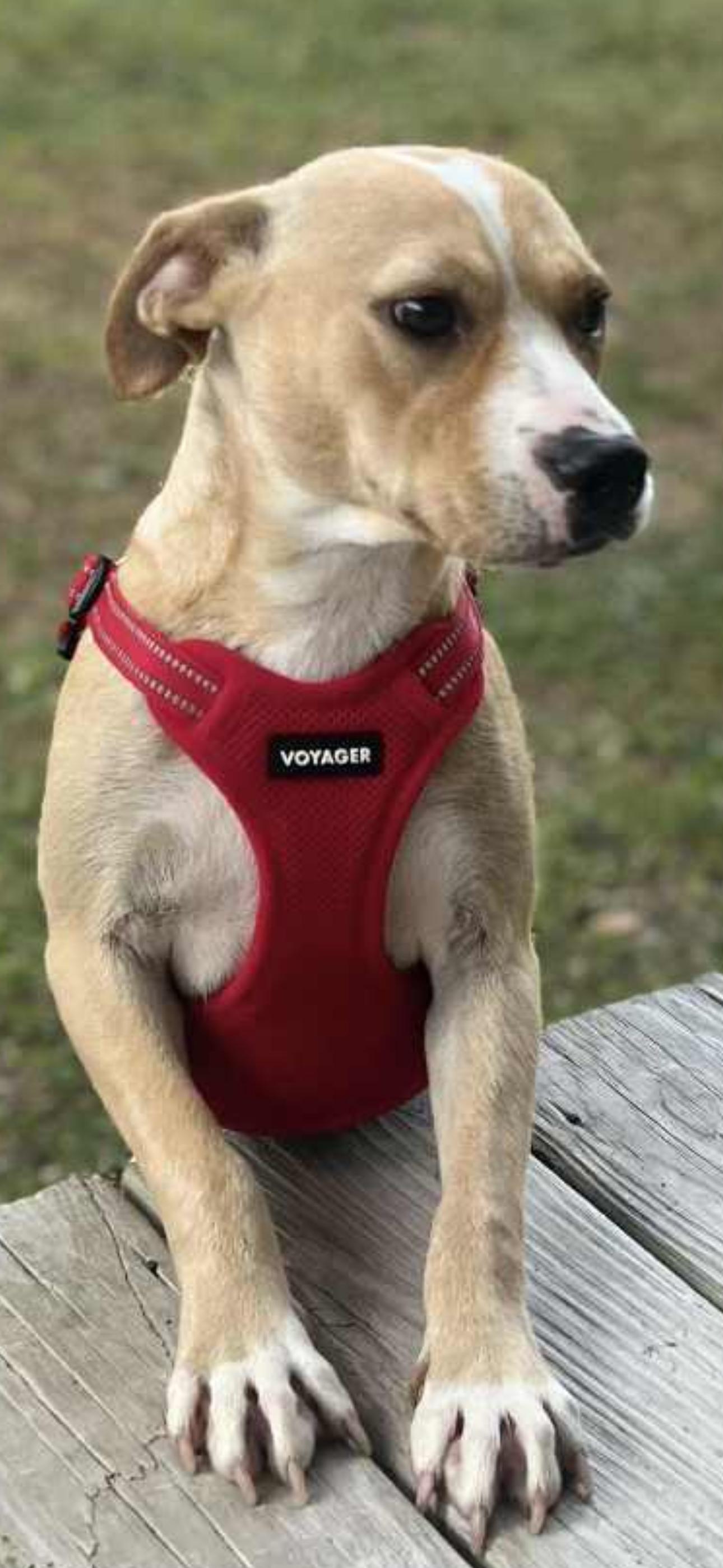 Enlarge Maya, a Adoptable mixed breed in Bronson, TX image 3/3