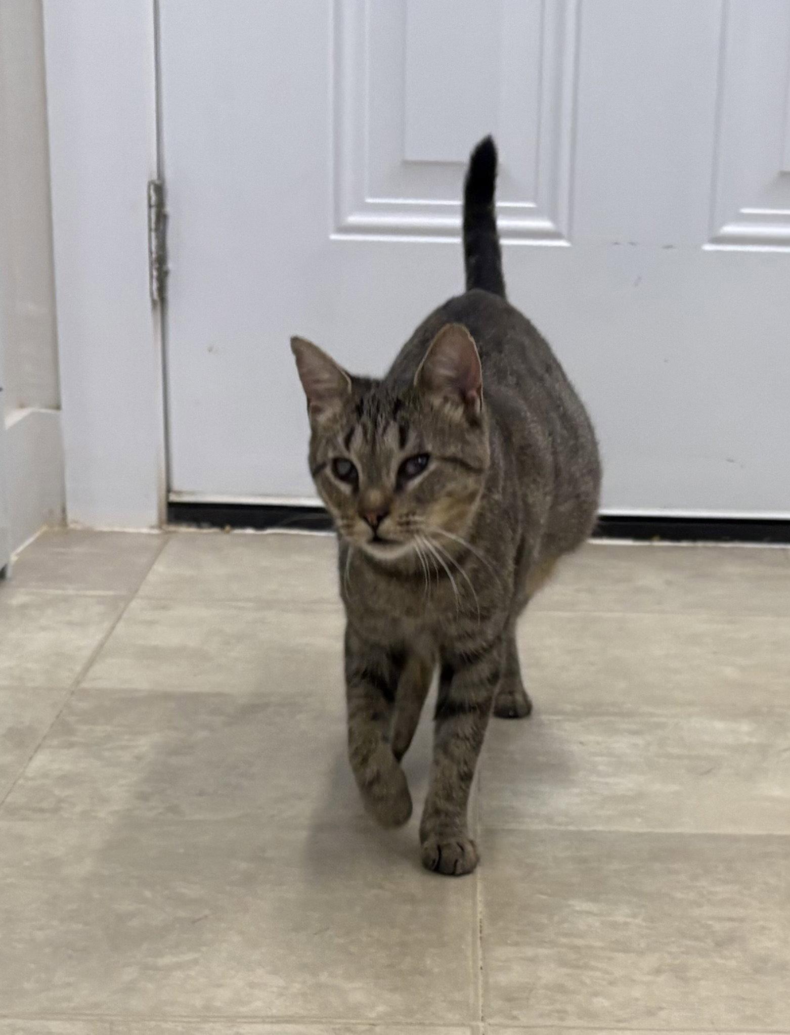 Pickles, Adoptable, Adult Female Domestic Short Hair & Tabby.