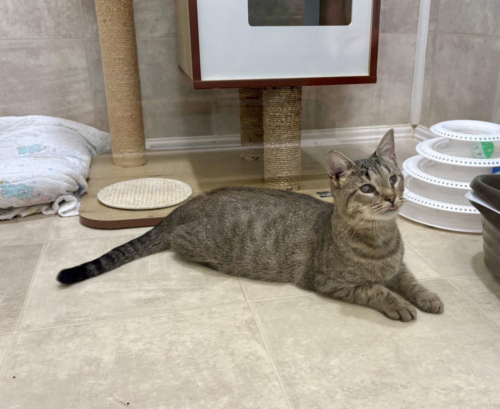 Enlarge Pickles, a Adoptable mixed breed in Mc Cormick, SC image 2/3