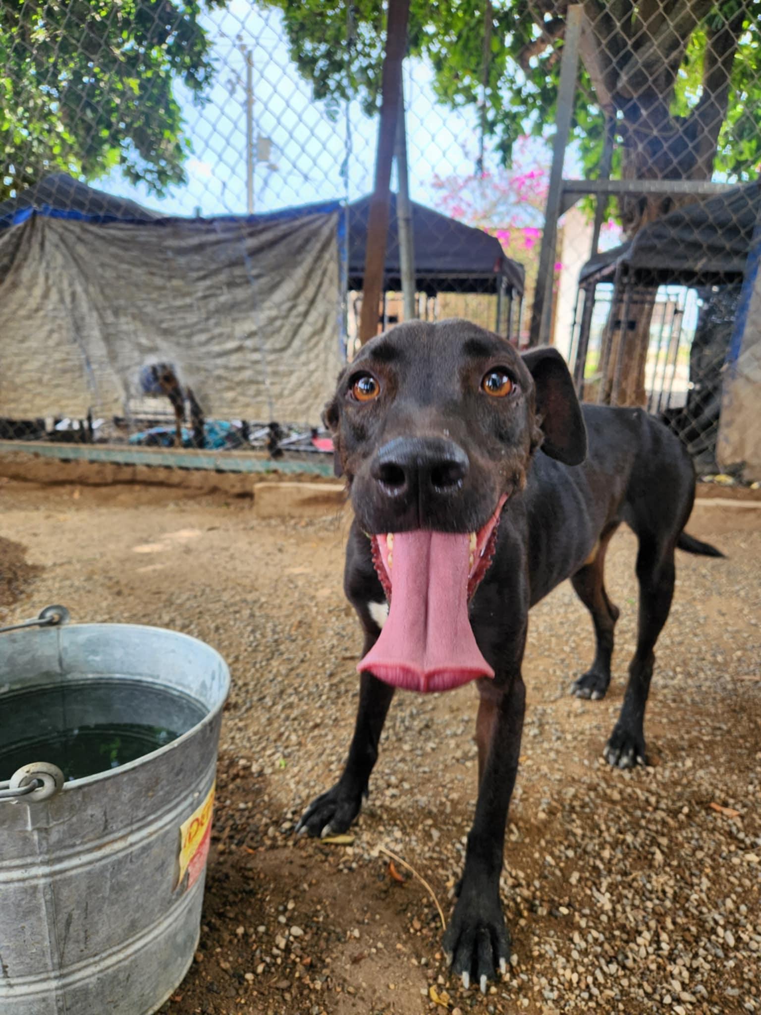 Jack, an adoptable Black Labrador Retriever in EL COLORADO, JAL, 48265 | Photo Image 2