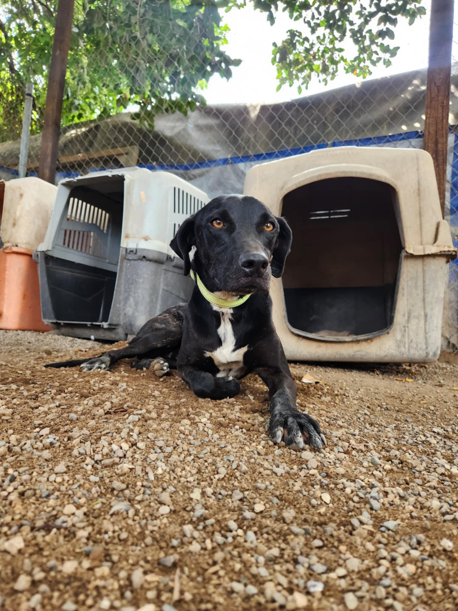 Jack, an adoptable Black Labrador Retriever in EL COLORADO, JAL, 48265 | Photo Image 3