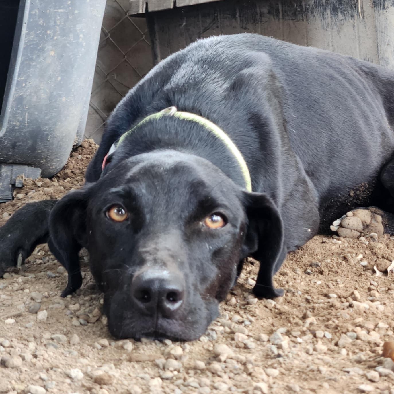 Jack, an adoptable Black Labrador Retriever in EL COLORADO, JAL, 48265 | Photo Image 1