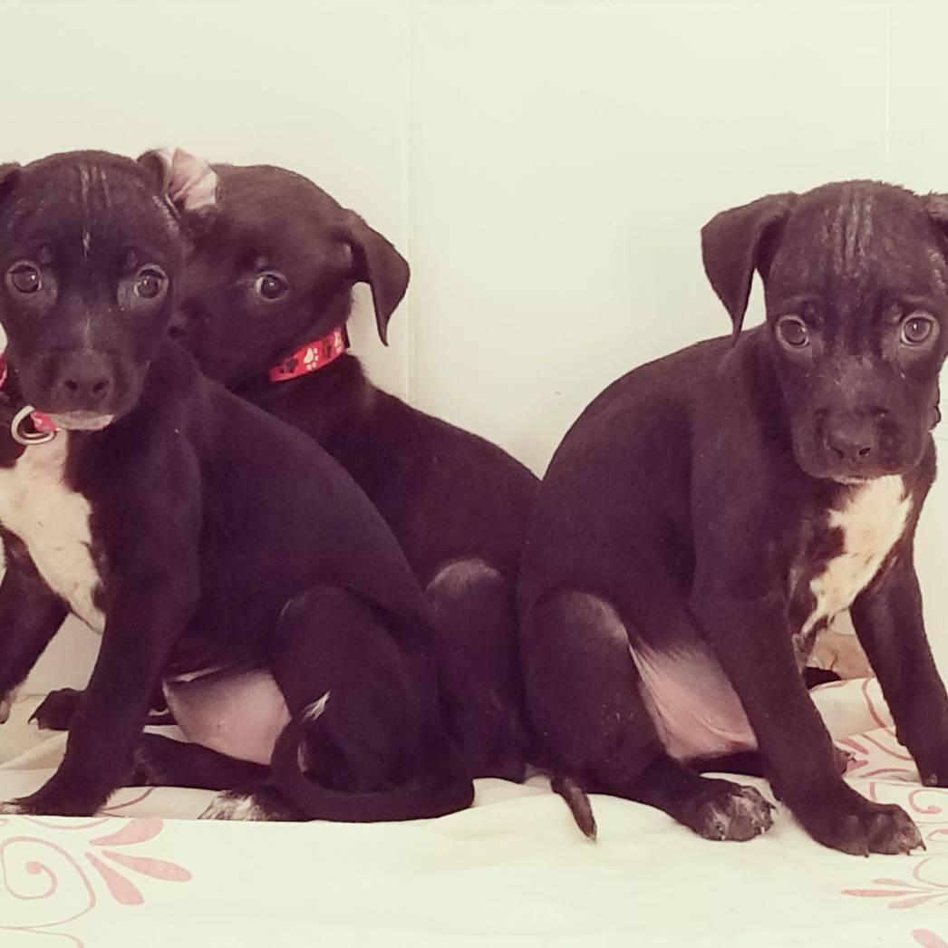 Enlarge Jack, a Adoptable mixed breed in EL COLORADO, JAL image 5/5