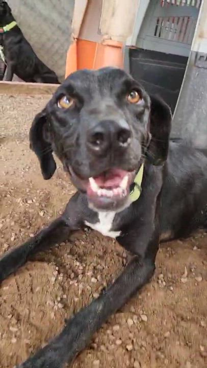 Enlarge Jack, a Adoptable mixed breed in EL COLORADO, JAL video 2/5