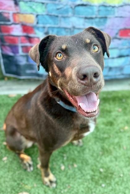 Koda, a Adoptable Mixed Breed in Port Saint Joe, FL image 1/3