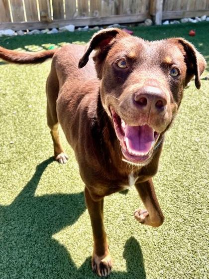 Koda, a Adoptable Mixed Breed in Port Saint Joe, FL image 2/3