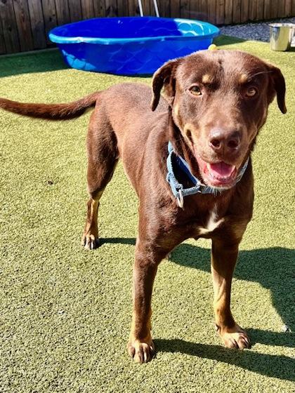 Koda, a Adoptable Mixed Breed in Port Saint Joe, FL image 3/3