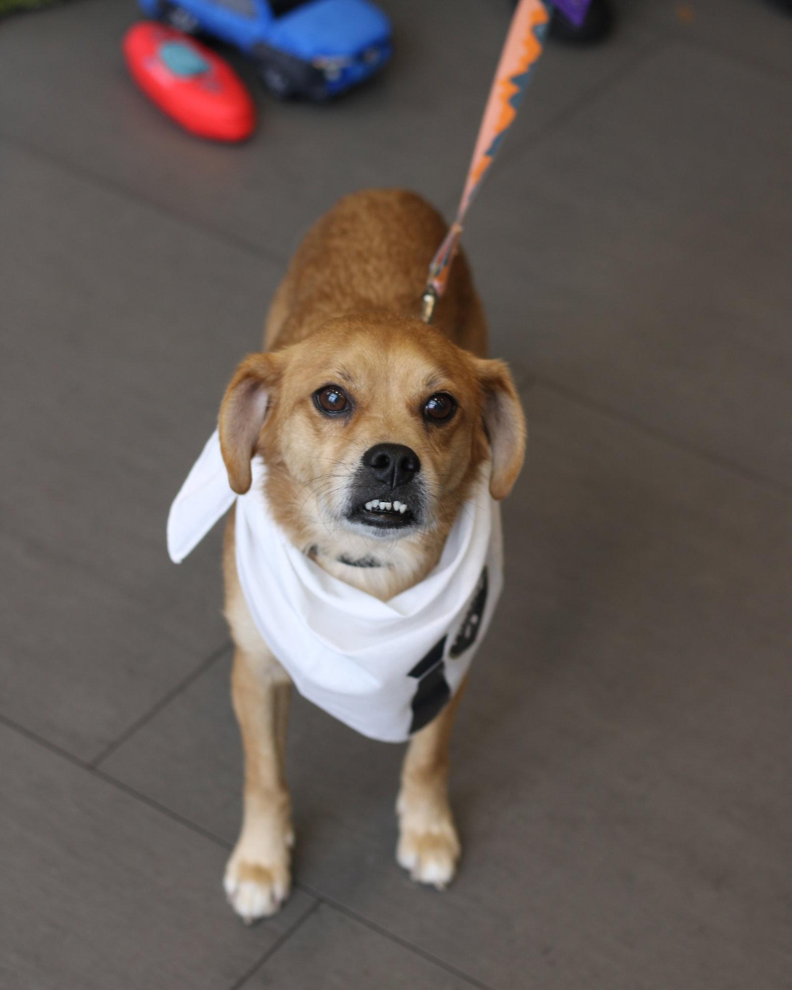 Jax- precious pug, Adoptable, Senior Male Pug & Beagle.