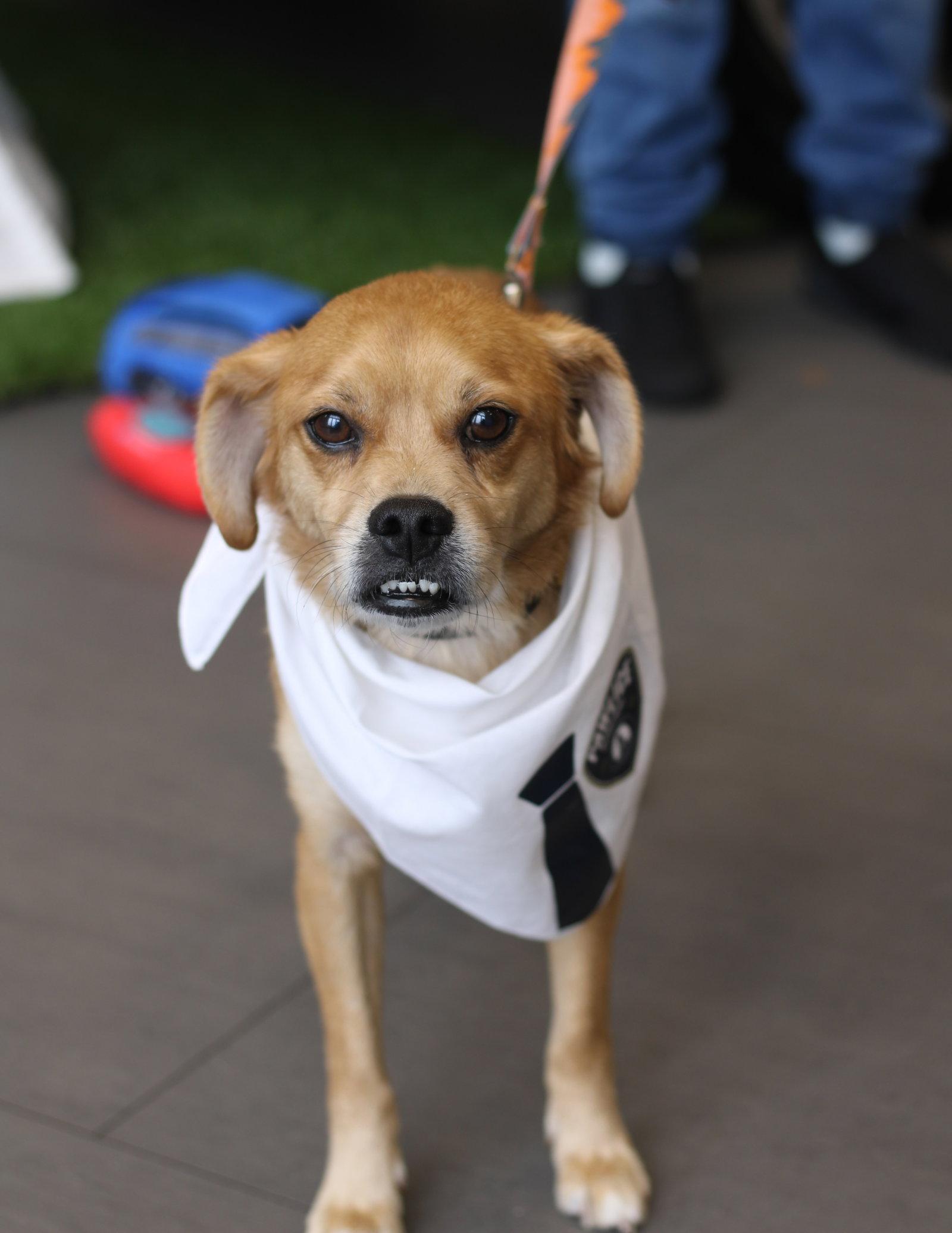 Enlarge Jax- precious pug, a Adoptable mixed breed in Oakhurst, NJ image 3/3