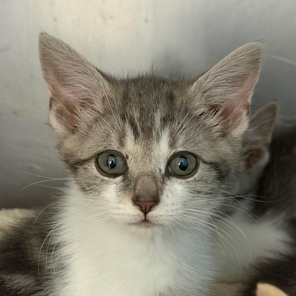 Enlarge Linguini, a Adoptable Domestic Short Hair in Troy, VA image 1/1