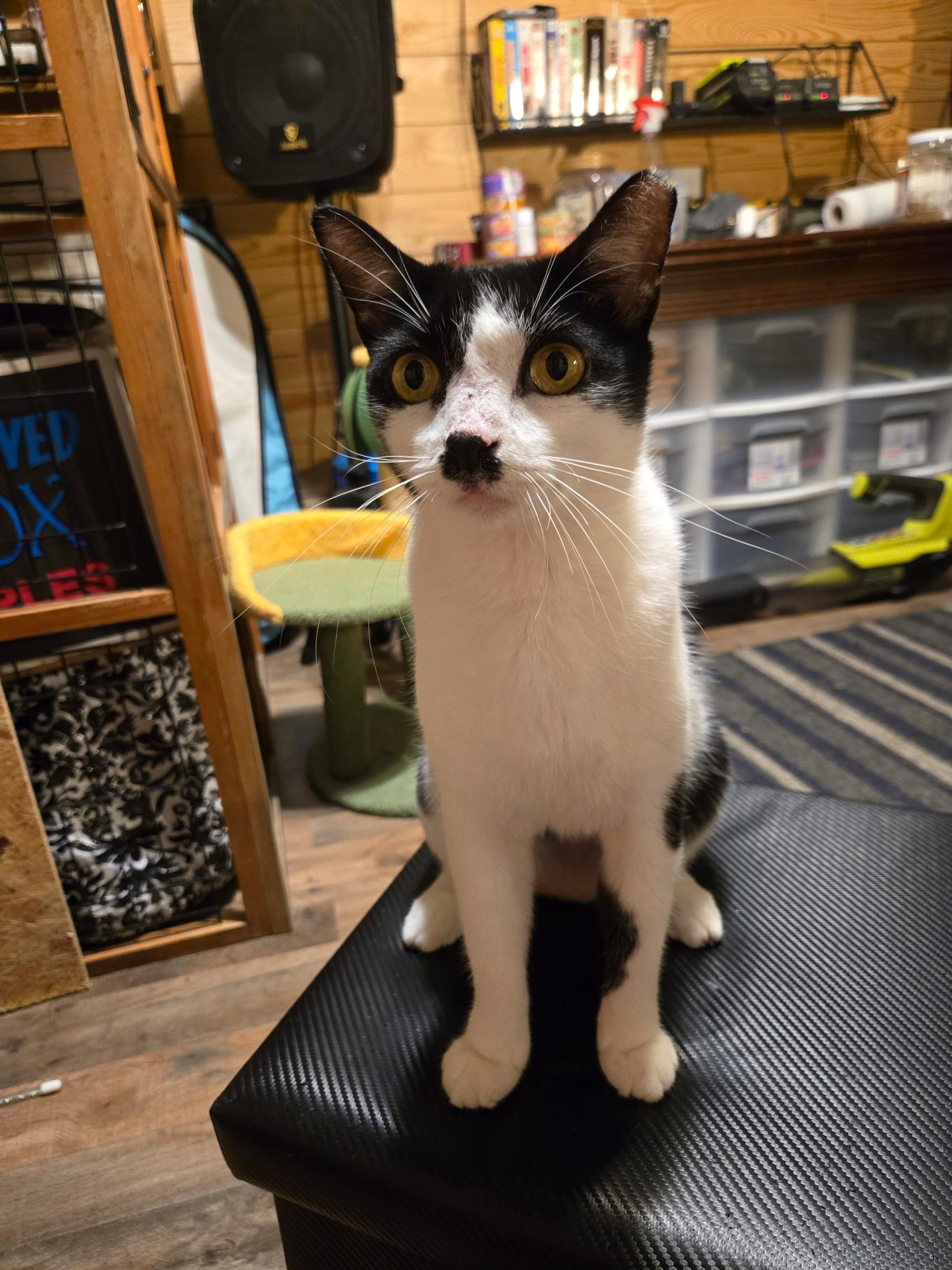Chaplin, an adopted Domestic Short Hair in Wilmington, NC image 3/4