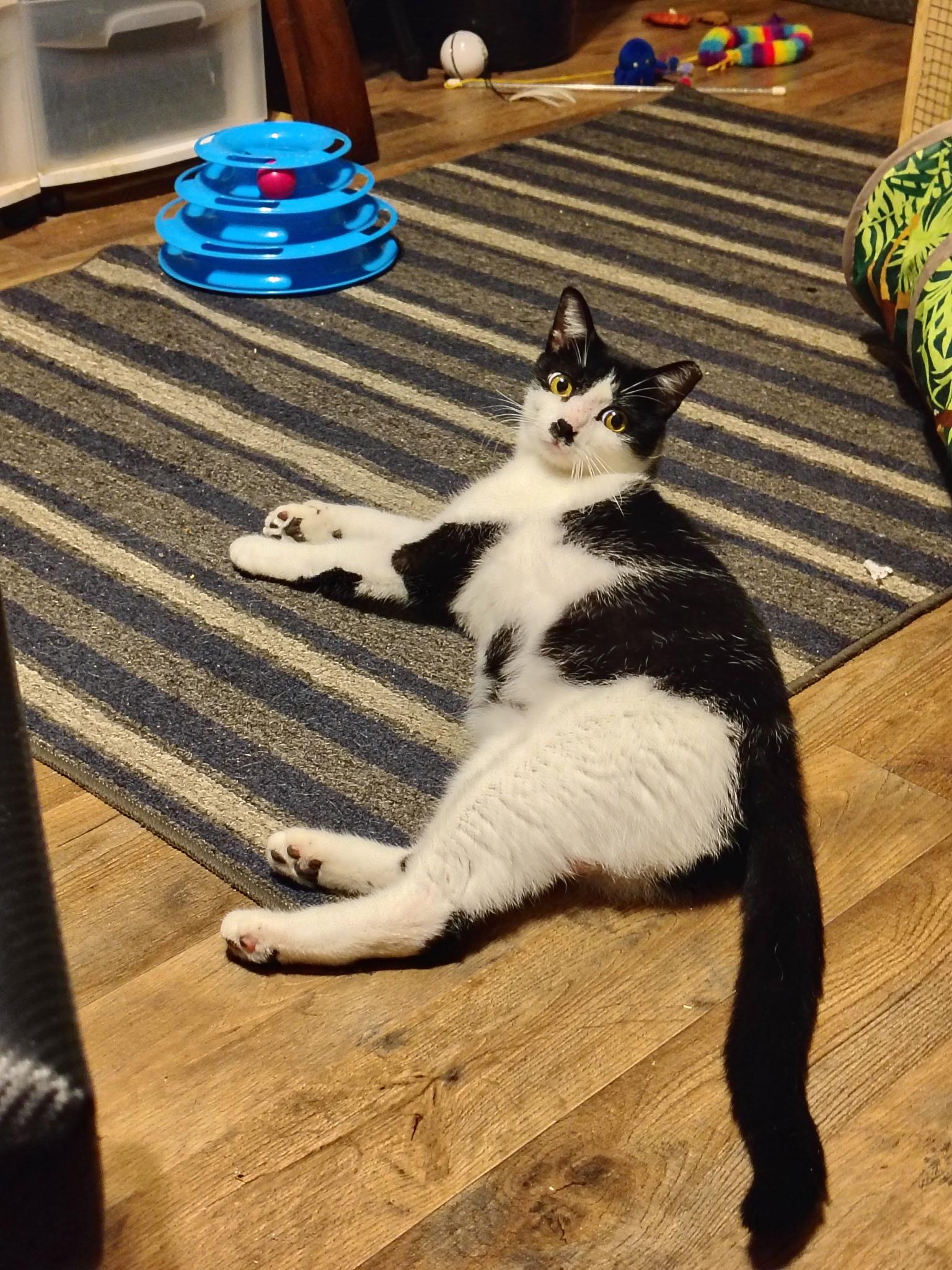 Chaplin, an adopted Domestic Short Hair in Wilmington, NC image 2/4