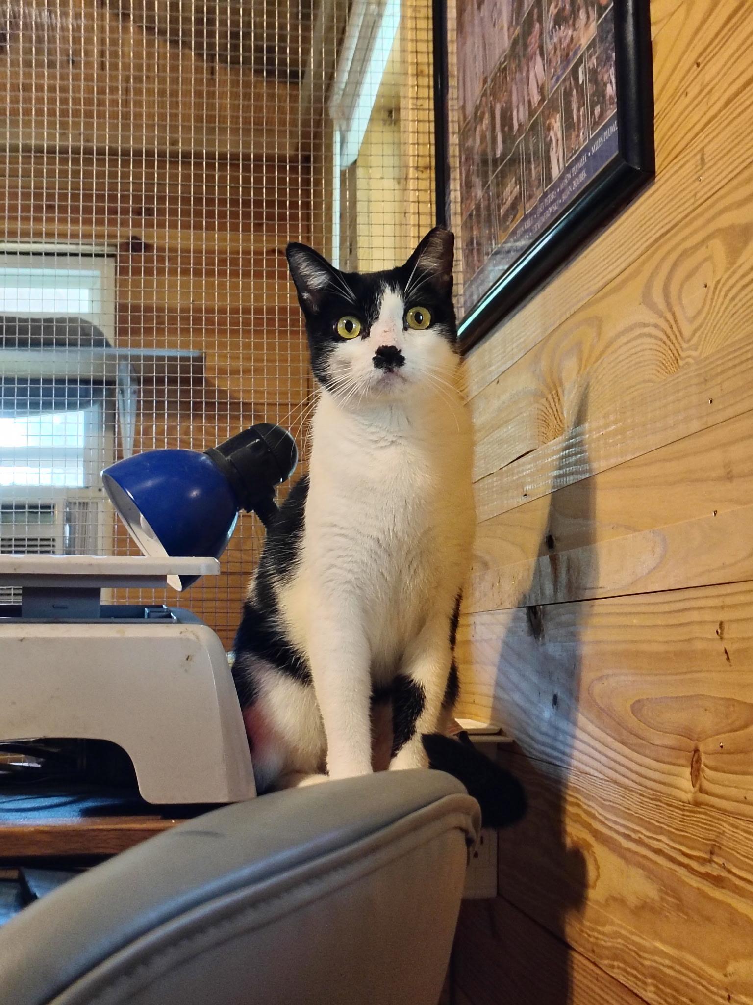 Chaplin, an adopted Domestic Short Hair in Wilmington, NC image 4/4