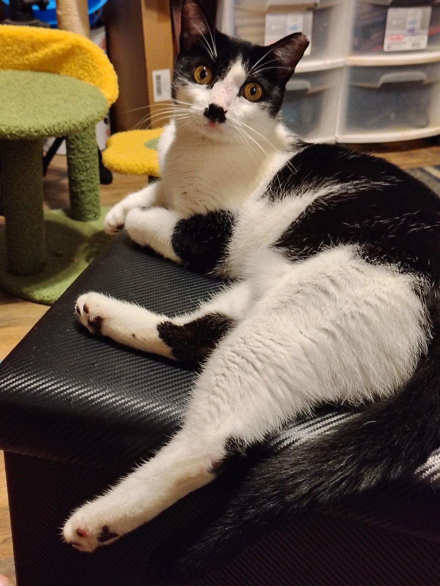 Chaplin, adopted, Young Female Domestic Short Hair.