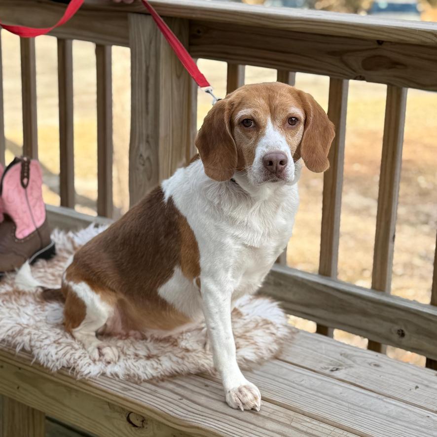 Enlarge GLINDA, a Adoptable Beagle in Atco, NJ image 1/6