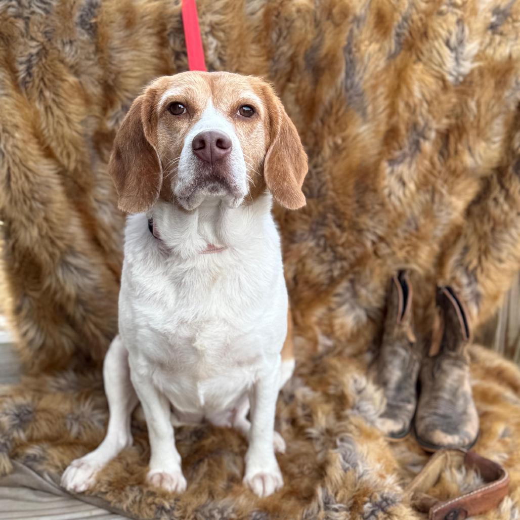 Enlarge GLINDA, a Adoptable Beagle in Atco, NJ image 2/6