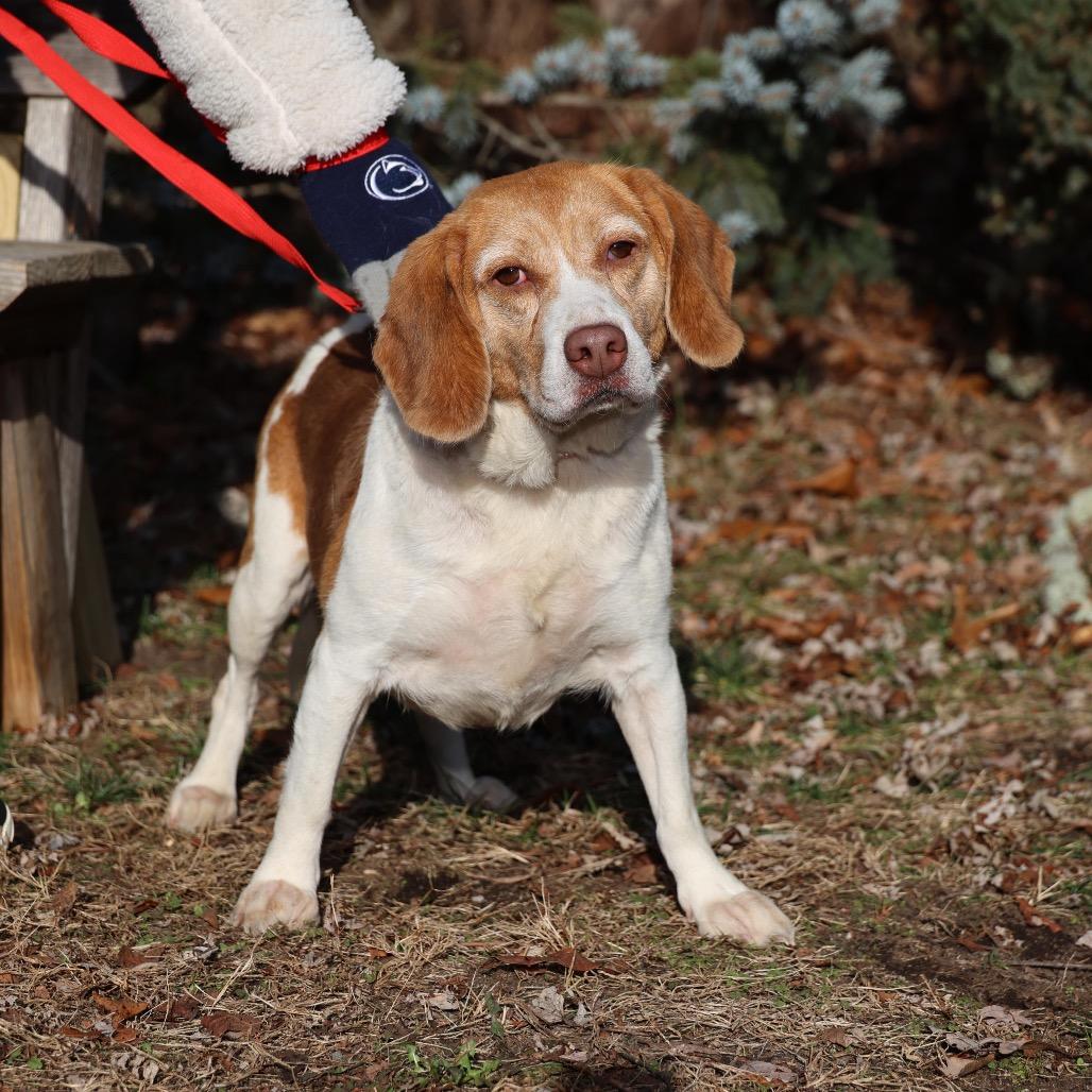 Enlarge GLINDA, a Adoptable Beagle in Atco, NJ image 3/6
