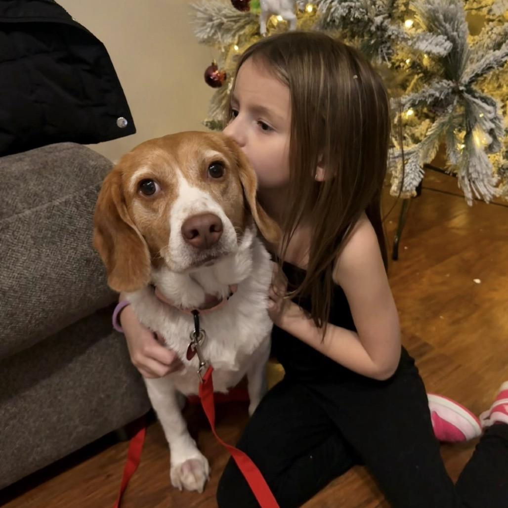 Enlarge GLINDA, a Adoptable Beagle in Atco, NJ image 4/6